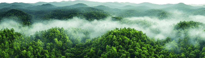 Mist rising over forested hills at dawn — the land Kaanagam asks you to walk before you decide anything